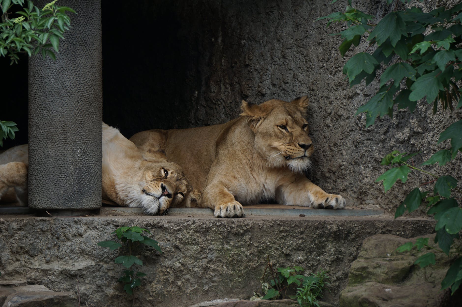 two lions on concrete floor photo